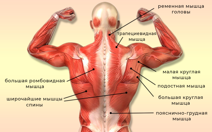 Есть ли косые мышцы спины