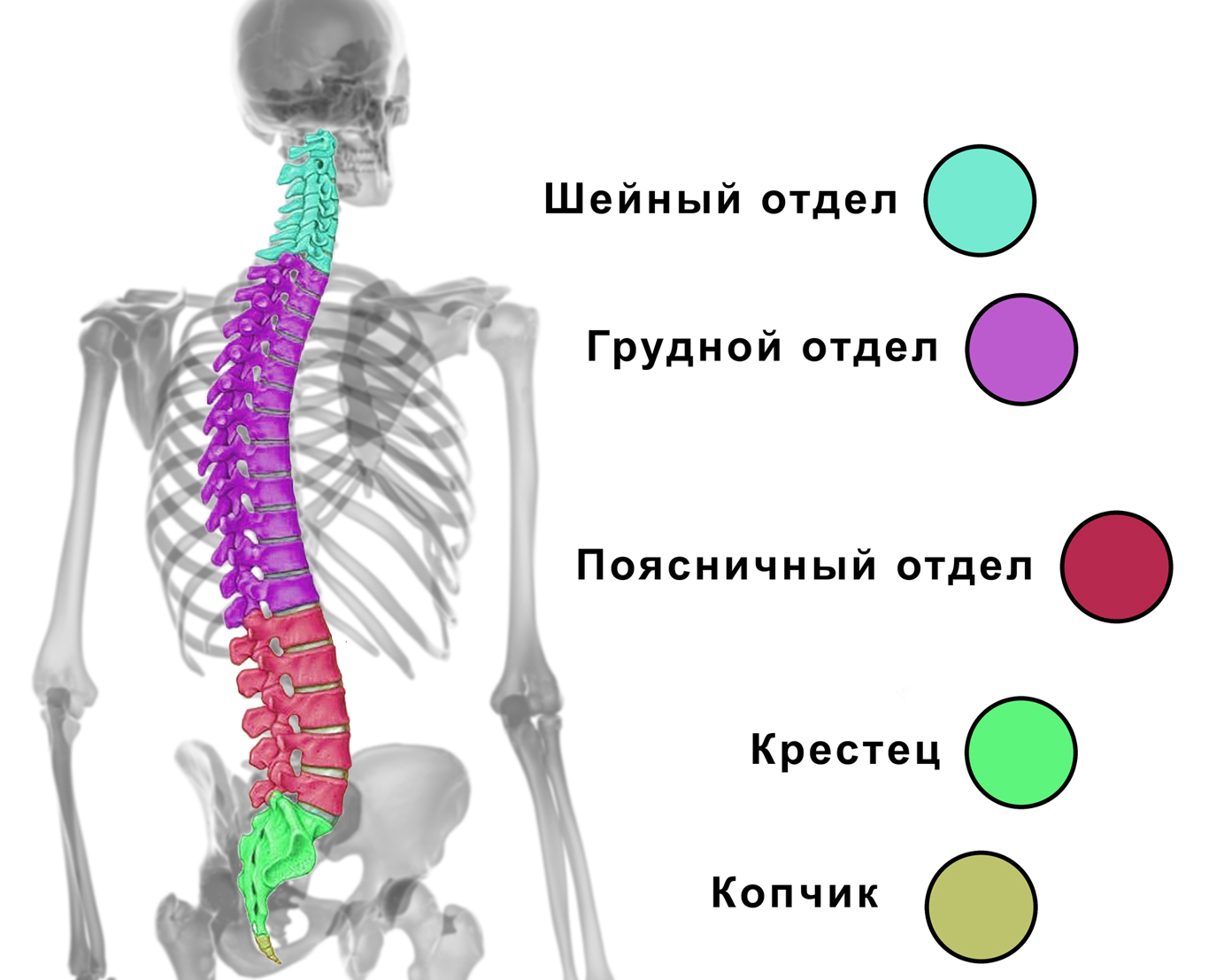 Поясничный скелет. Строение позвоночника человека схема. Поясничный отдел скелета человека строение. Разделение позвоночника на отделы.